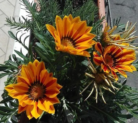 Apartamento La Sorgente Del Sole *